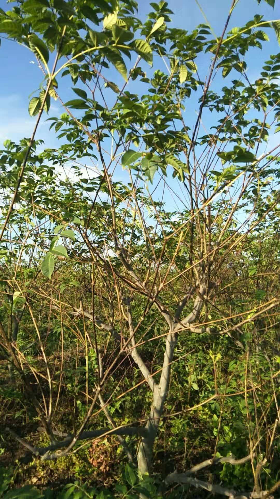 吴茱萸苗 江西中花吴茱萸枝条