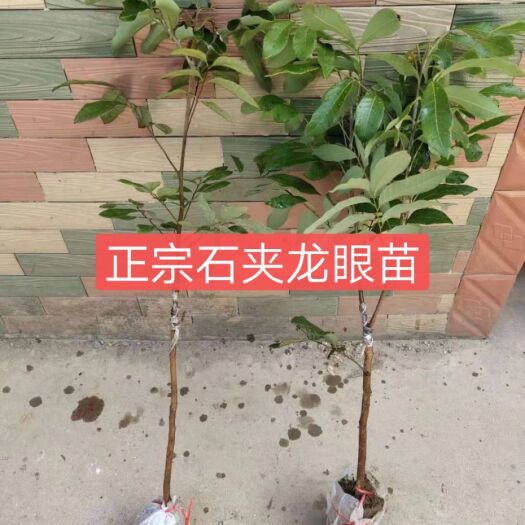 灵山县石峡龙眼苗