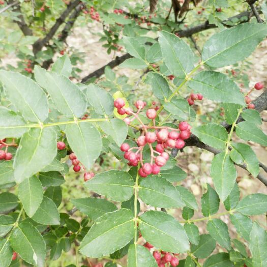 黎城县 鲜花椒，干花椒，花椒籽，这个价格是干花椒价格