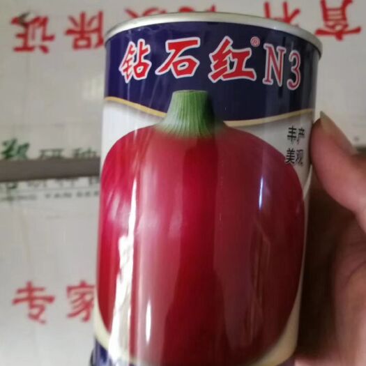 郑州 洋葱种子  紫皮洋葱种子 砖石红N3紫红色洋葱种子