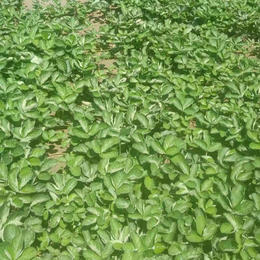 保定 农户直销草莓苗！没有中间商赚差价！
