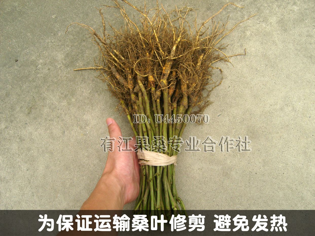 黑珍珠桑树苗 抗耐寒品种 南北方均可露天种植