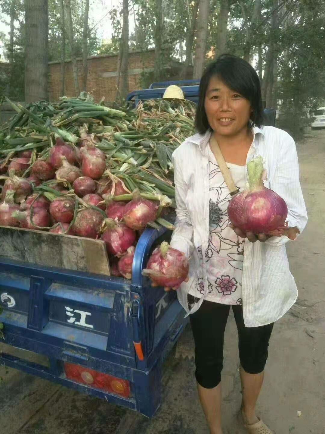 红皮洋葱种子 90%以上