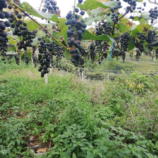 独山县 做酒专用高山刺葡萄2了