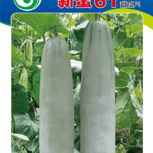 青州市羊角蜜甜瓜种子 杂交一代甜瓜品种，口感酥脆，长势旺盛，产量高。