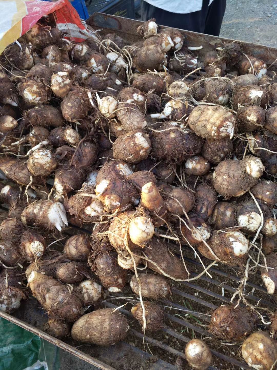 山东芋头产地直销