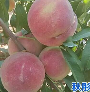 沂南县秋彤桃 秋彤甜桃开始上市了