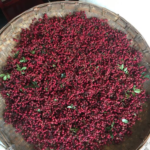 汉源县 红花椒，一级，当年干椒，生态，色鲜、味麻、清香、肉厚，直供