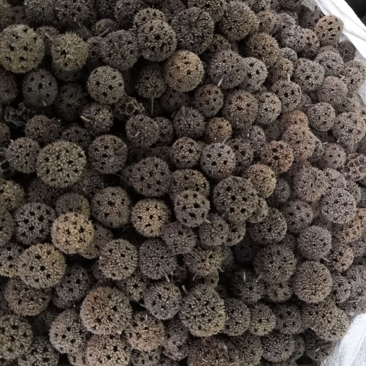 无硫 路路通 各种 各种草药 品种齐全 批发各种中药材