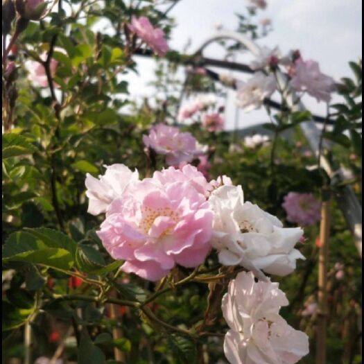 菏泽 你好，你需要蔷薇可以和我联系，价格便宜