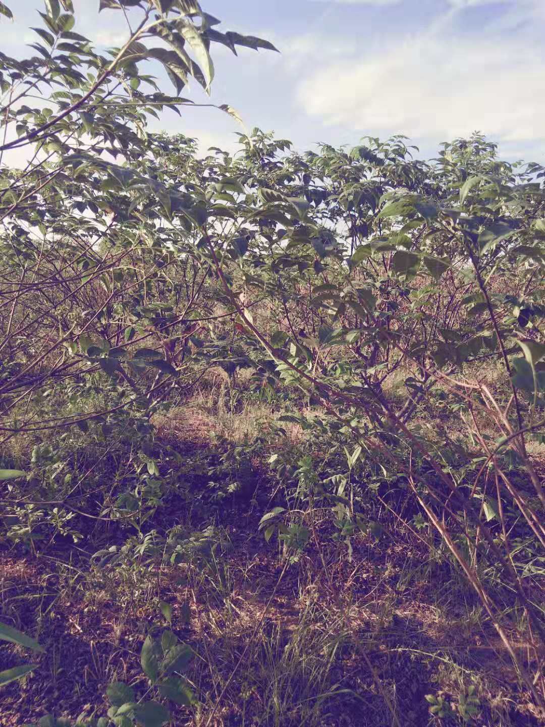 吴茱萸苗 江西中花吴茱萸枝条