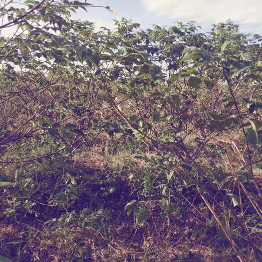 兰溪市吴茱萸苗 江西中花吴茱萸枝条