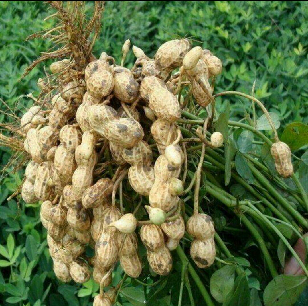 鲁花系列 花生米 干货