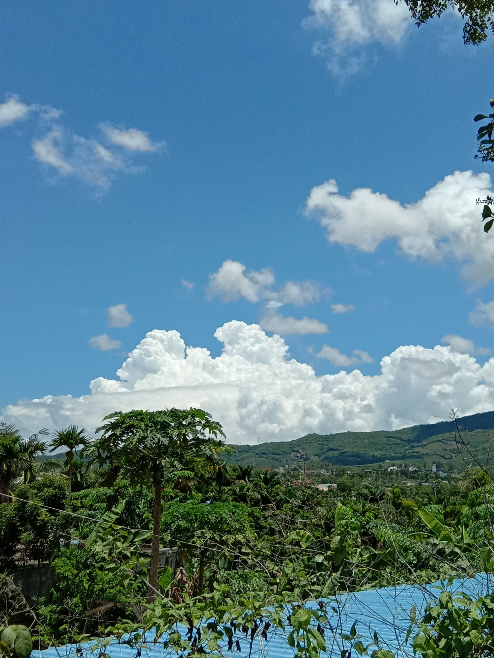  三亚天蓝青农业发展合作社 蓝天白云下 种出了无公害的秋葵。