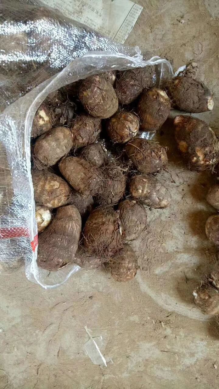 山东芋头产地直销