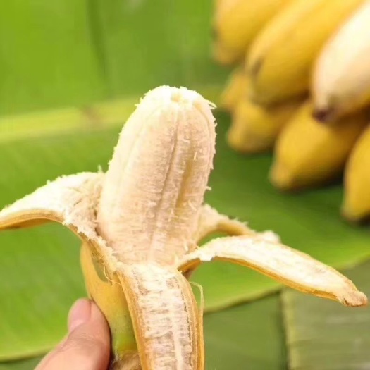 灵山县金粉一号香蕉苗 金粉蕉苗带土包邮费发货