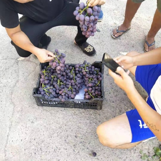 永济市 葡萄成熟度好
