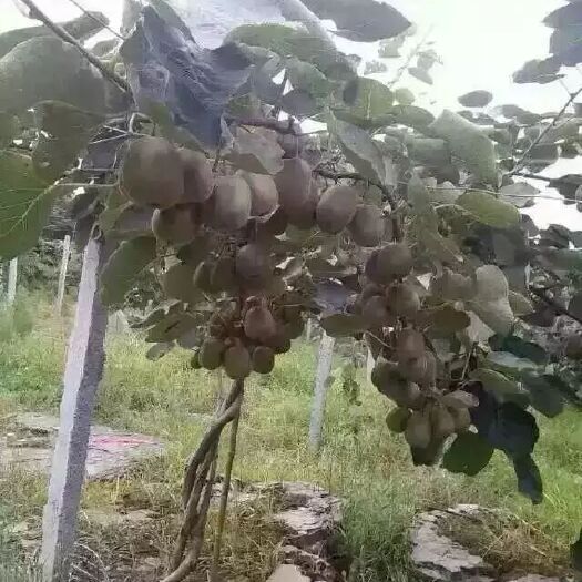 凤凰县 大量供应绿心红心猕猴桃