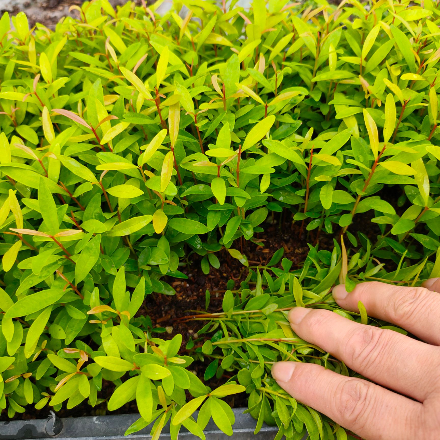 红车苗 庭院彩叶地被绿植室内观叶盆栽美观