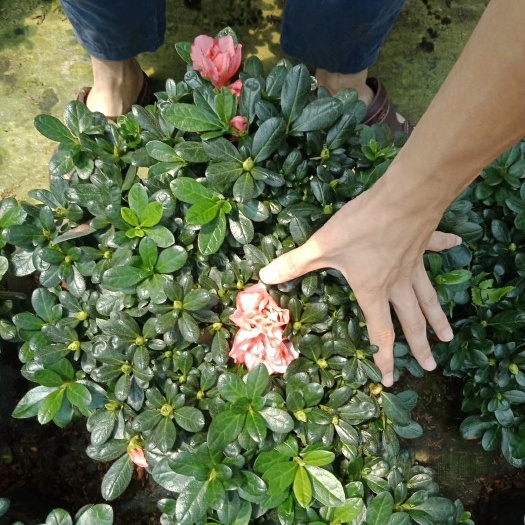 漳平市 精品 樱桃红杜鹃花 20/21杯带花苞 产地直销批发量大优