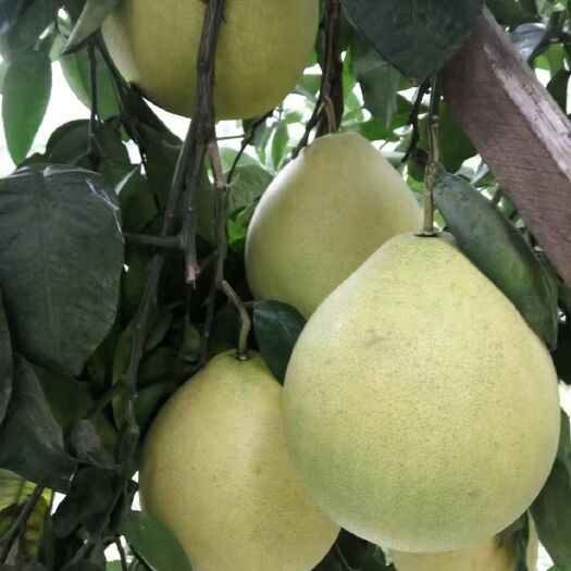 贵阳红心柚苗 红心柚 山红柚
