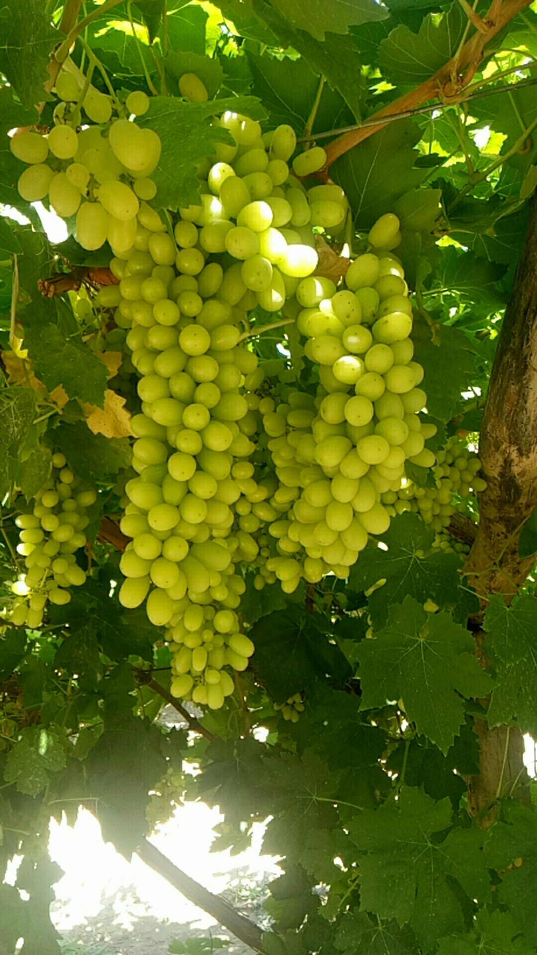 白葡萄 2斤以上 5%以下 1次果