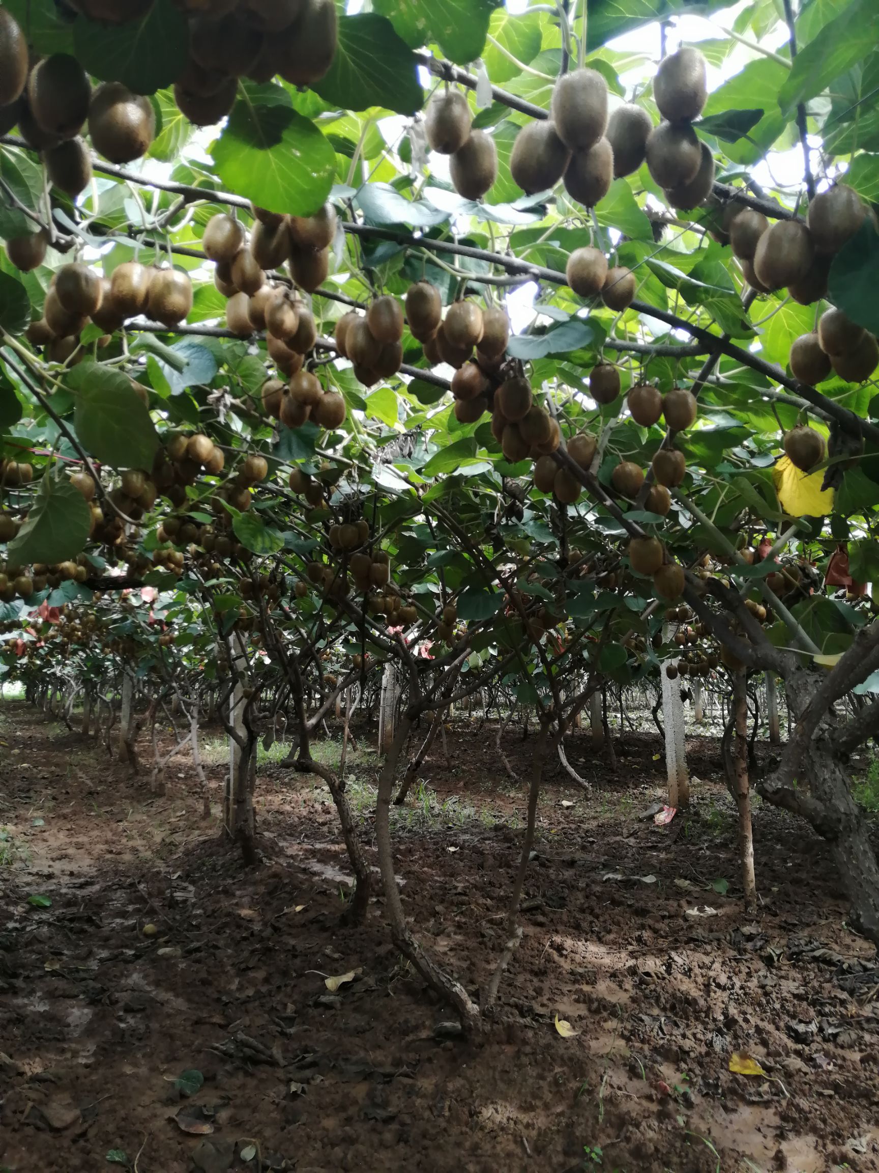秦岭山下的猕猴桃酸甜刚刚好