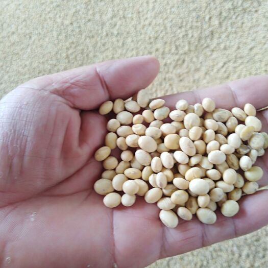 天门黄大豆 生大豆 1等品 