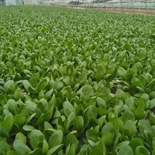曹县 上海青油菜现采现发，品质好又新鲜