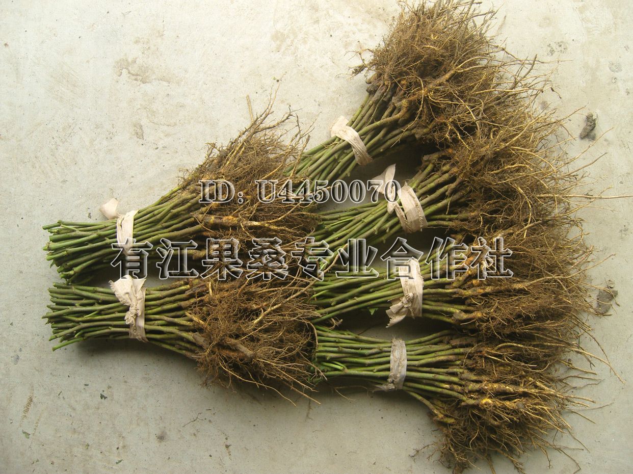 黑珍珠桑树苗 抗耐寒品种 南北方均可露天种植