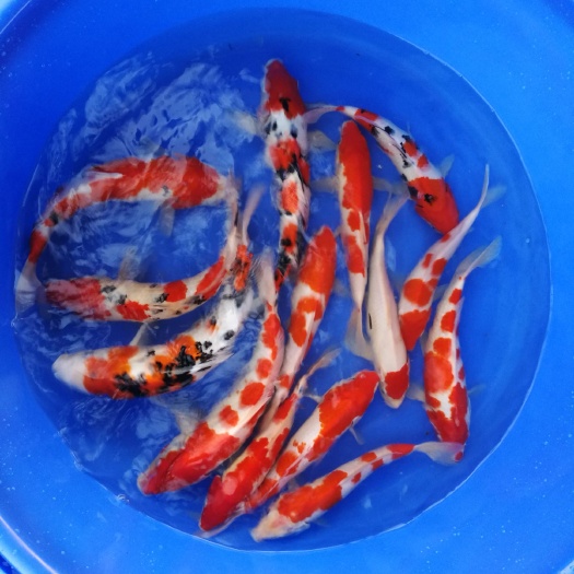 肇庆 精品锦鲤批发 精选红白大正三色丹顶锦鲤批发
