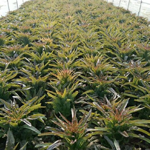 郯城县【精品】紫叶香莴笋-基地直供～视频看货～量大从优。