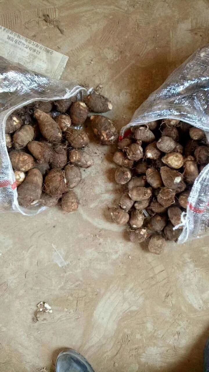 山东芋头产地直销