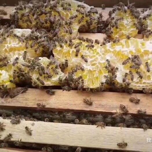 彭水 今年的五倍子蜜，天然，品质好，浓度高，绝不参假。