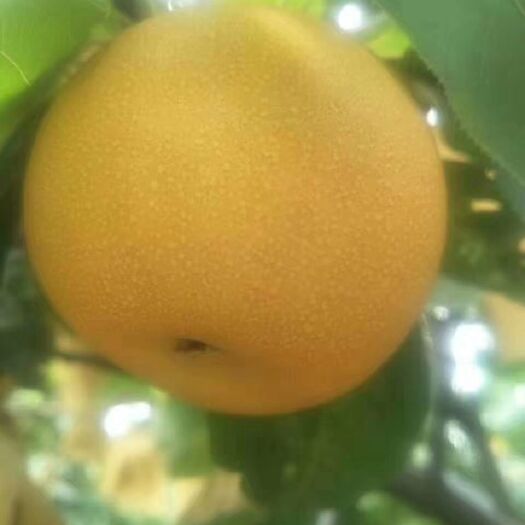 威县 秋月梨