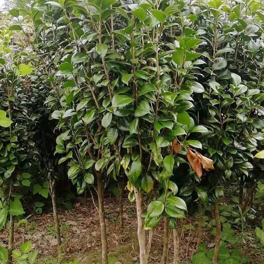 桂林 茶树苗3000株急处理