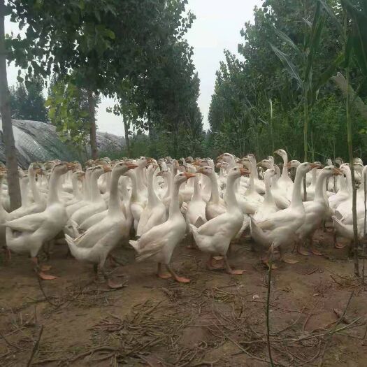 开封肉鹅 长期省外共货