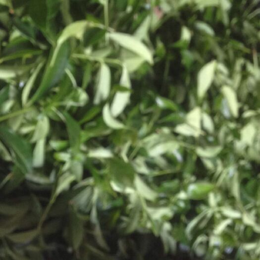 南靖县高山乌龙茶 高山白芽奇兰，碳焙春茶