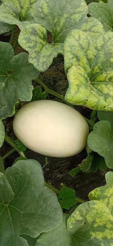 甜香玉甜瓜 1.5斤以上