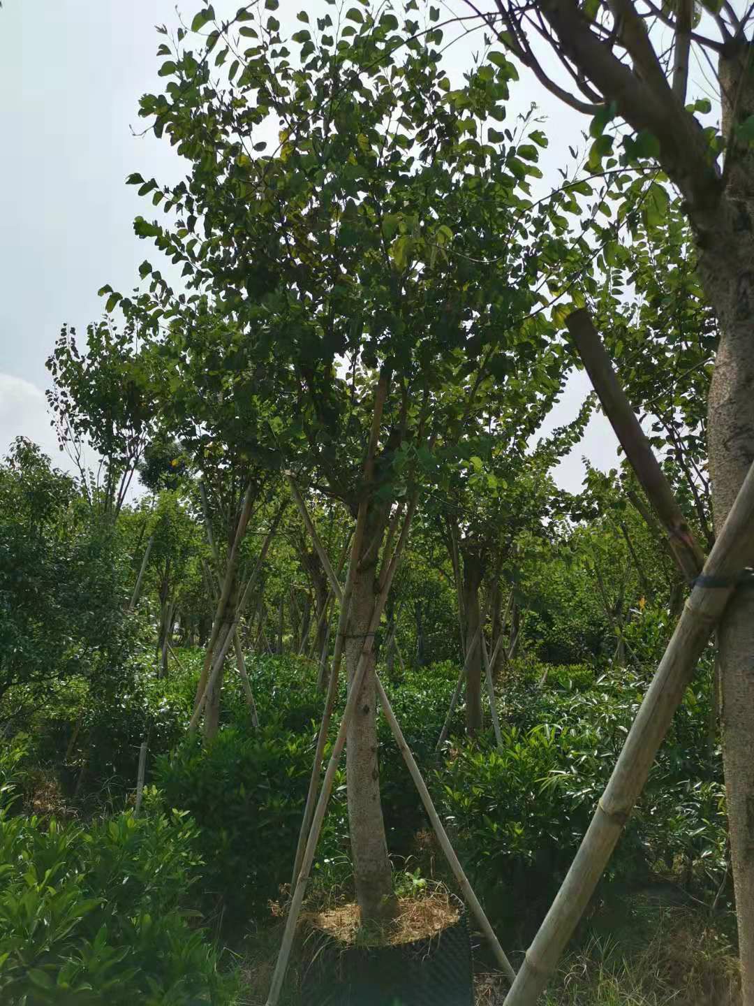 宫粉紫荆树   宫粉紫荆