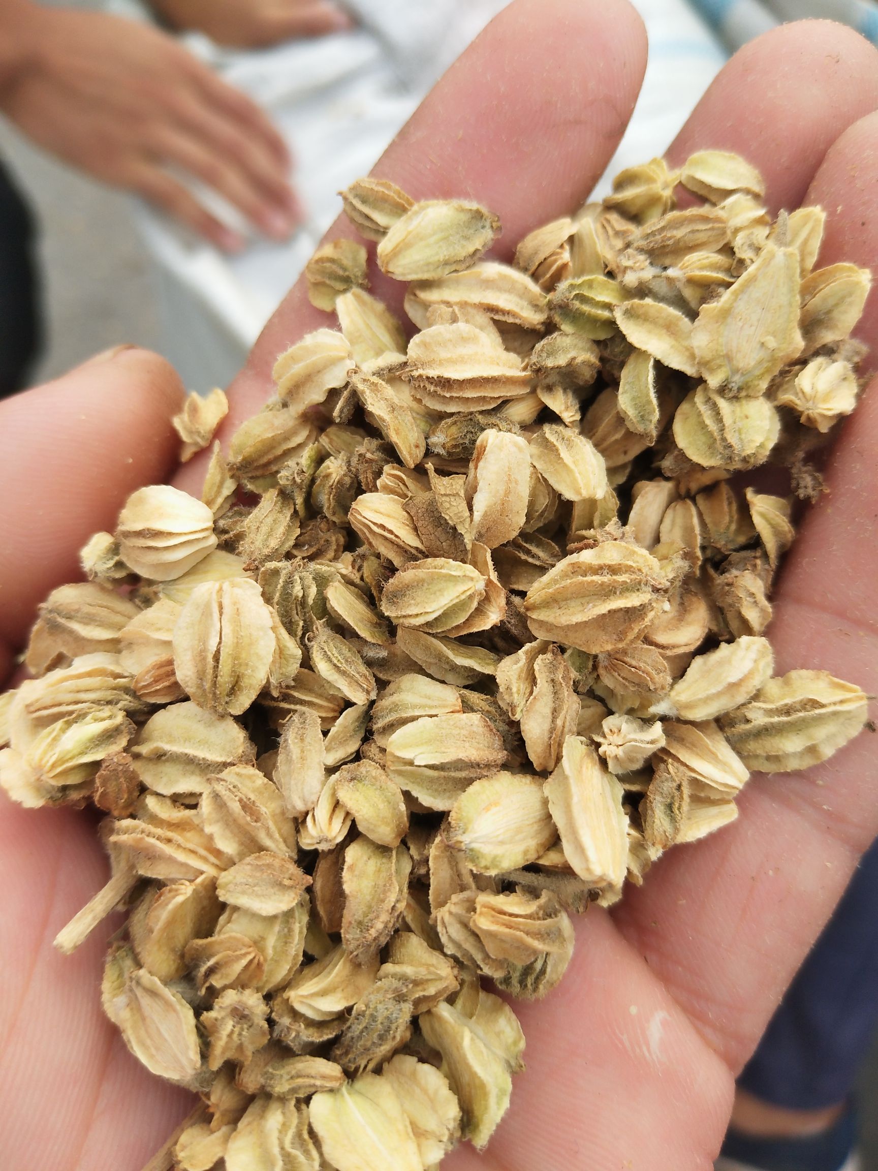 安国市北沙参种子，沙参籽，自家种植，基地直发，提供技术指导