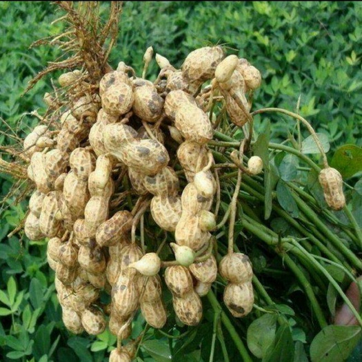 五河县鲁花系列 花生米 干货