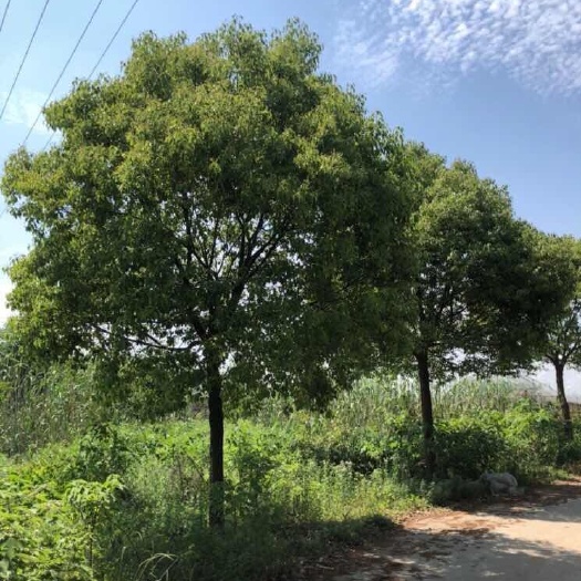 慈溪市 16～20香樟低价出售