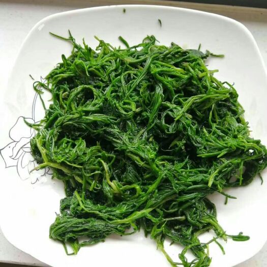 沧州 速冻黄须菜，美味中的美味，让你没齿难忘。全国常年供货。