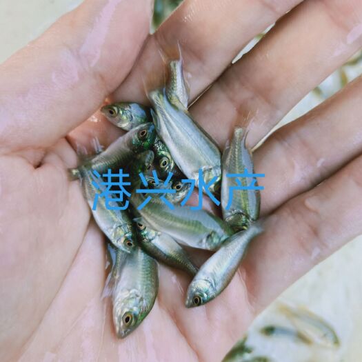 泸溪县 宝石鲈鱼苗/淡水鱼苗/鱼苗批发/广西鱼苗/鲜活发货