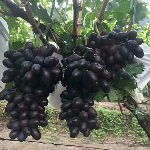 无核白葡萄  A17紫翠无核，紫甜大葡萄，大量上市，量大从优