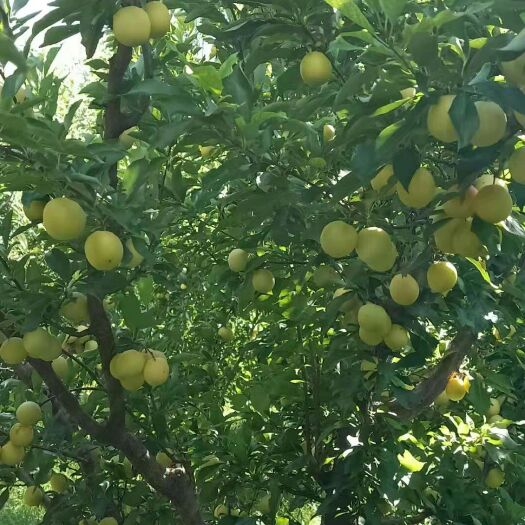 翁牛特旗脱骨李 香甜可口