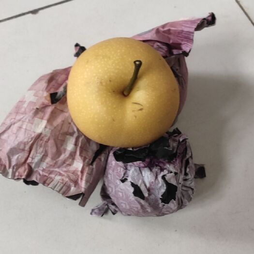 宁阳县 梨