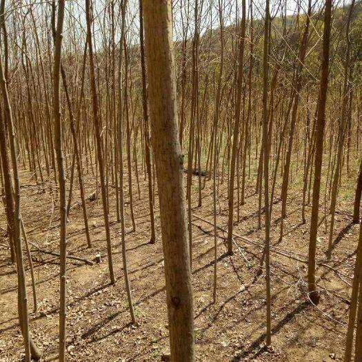 正宁县速生白蜡 甘肃黄土旱地树源，移栽成活率高