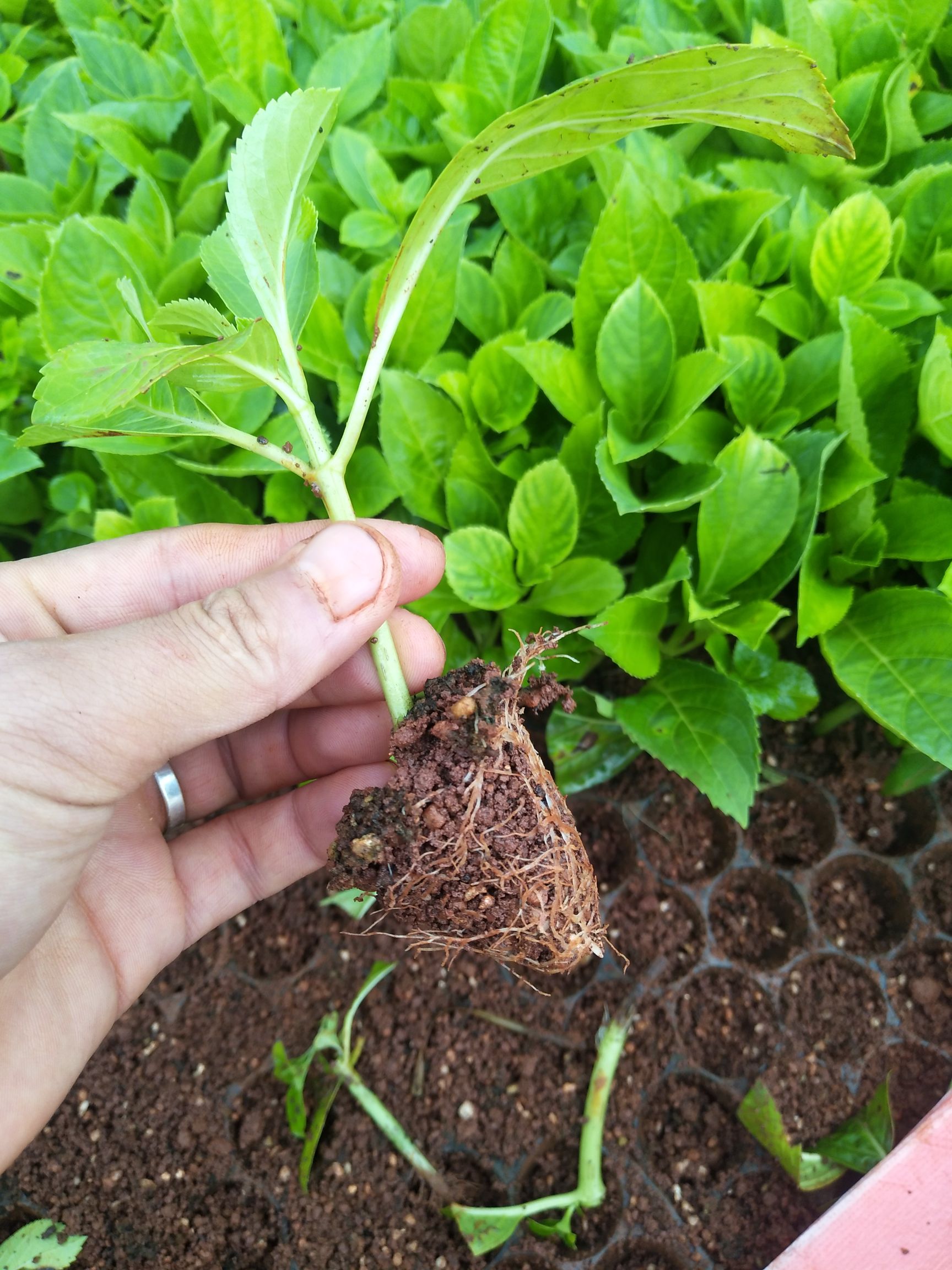 无尽夏绣球小苗批发零售